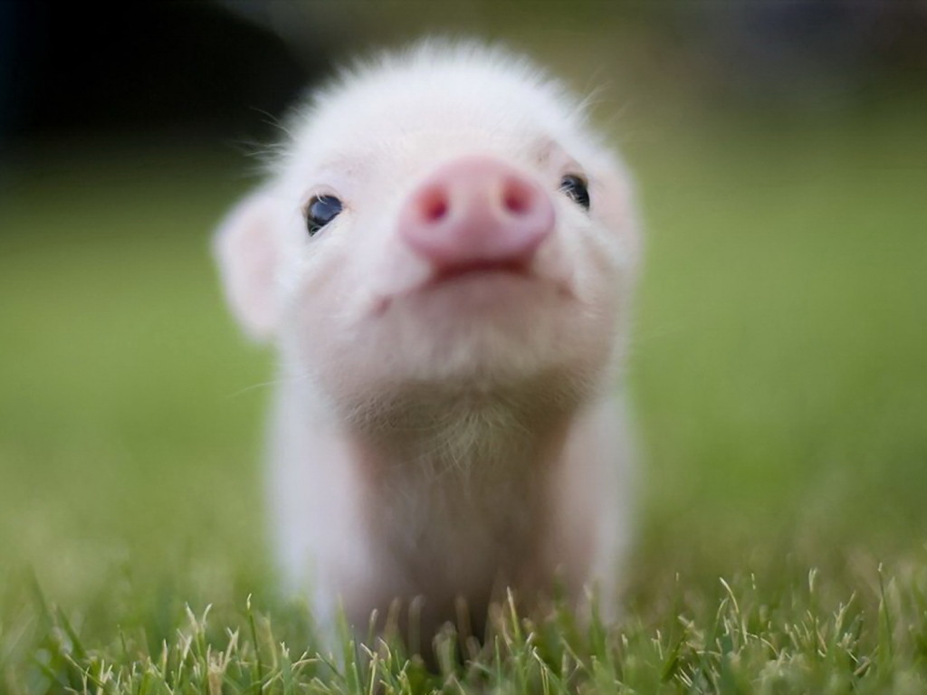 test for a little pig picture, which might not have the right to be here as we do not have the copy right for it